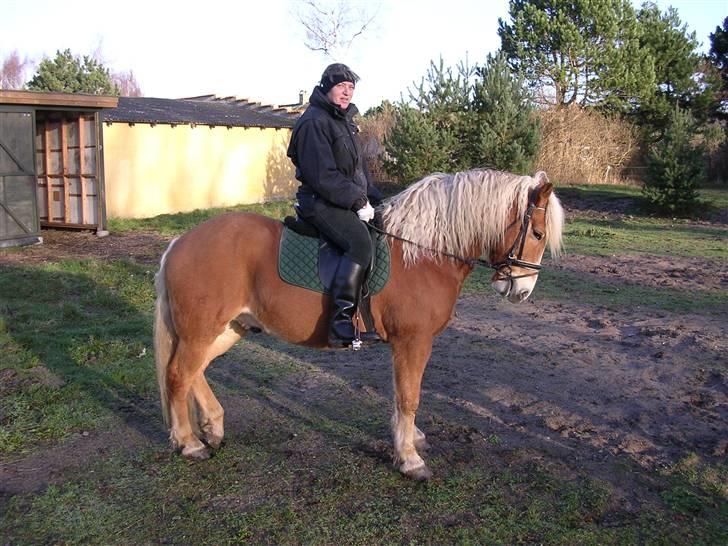 Haflinger starut. - INGEN AF MINE BILLEDER MÅ BRUGES PÅ ANDRE SIDER ELLER KOPIERES ! billede 4