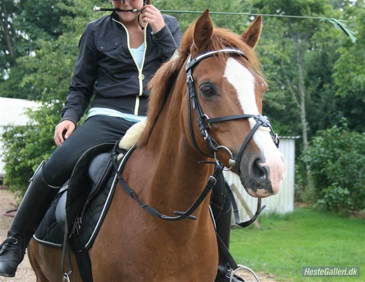 Anden særlig race Dinky-Boy solgt /; - jeps jeps os igen :) Foto: Anna skov sørensen(: billede 11