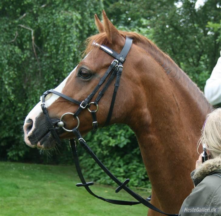 Anden særlig race Dinky-Boy solgt /; - dinky boy, kommer nu til at savne dig, alle de gode minder & stævner.Foto: Anna skov sørensen  billede 13