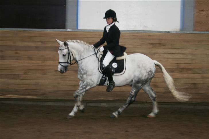 Anden særlig race Silver (SOLGT) - Nanna Hjort og Silver som dressurekvipage :D LC3 i FRRK, september 2008. Foto: Celine Storm Jensen billede 3