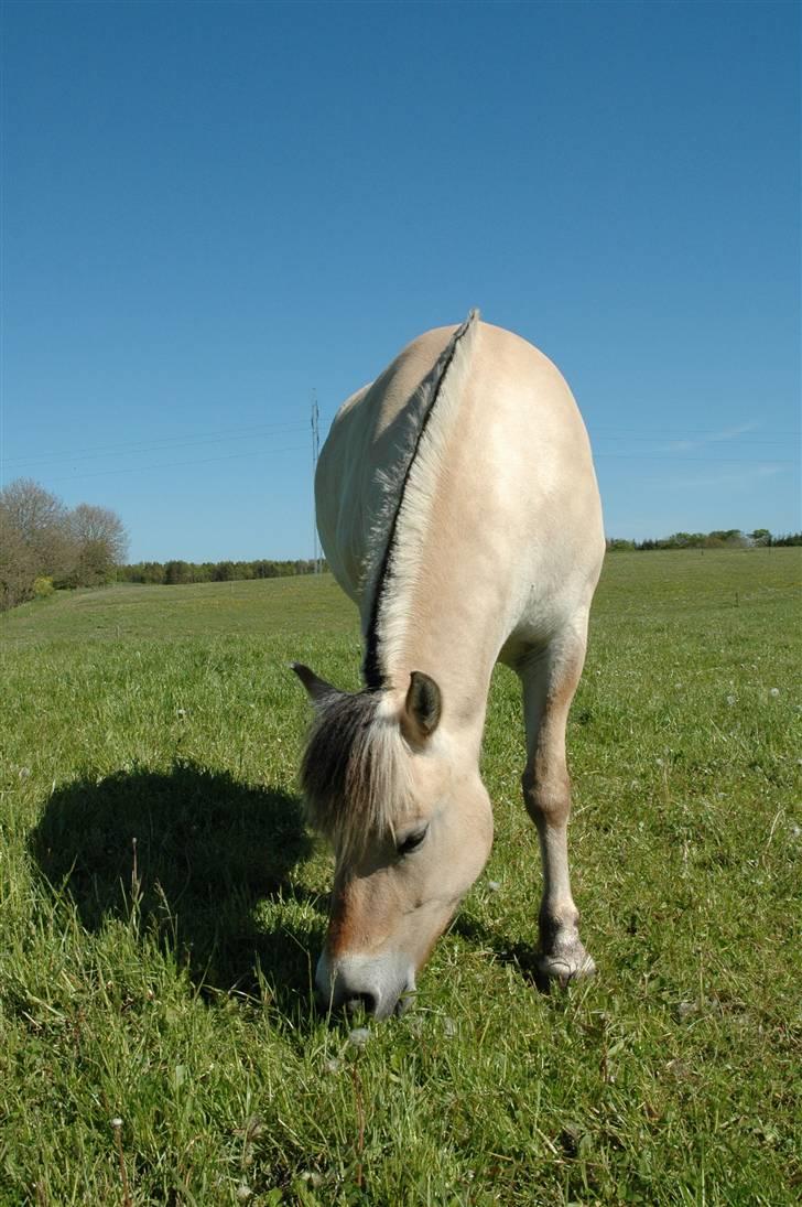 Fjordhest Tulle Skiveren billede 19