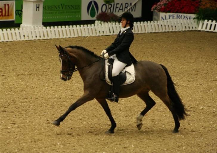 New Forest Strandagers Maritza - Mig og Maritza til vores første internationale stævne sammen i Odense Congress Center. Hvor vi red 66 % i fei pony kür. nov 07 billede 1