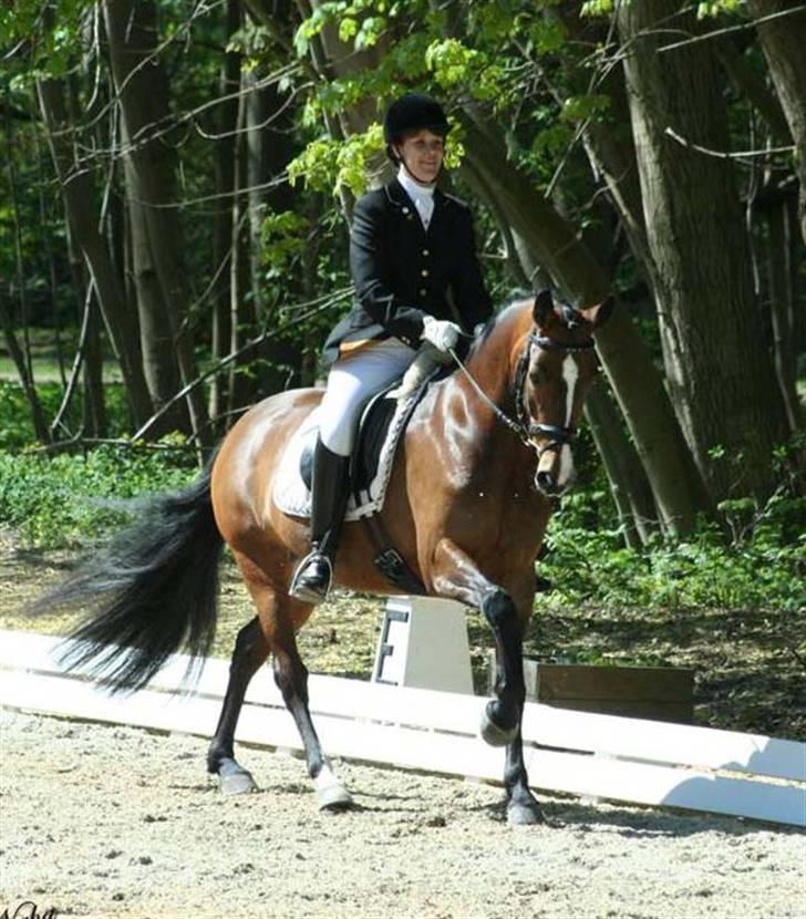 New Forest Strandagers Maritza - Til stævne i parken. Galopøgning. PRT. nr. 2. april 07 billede 2