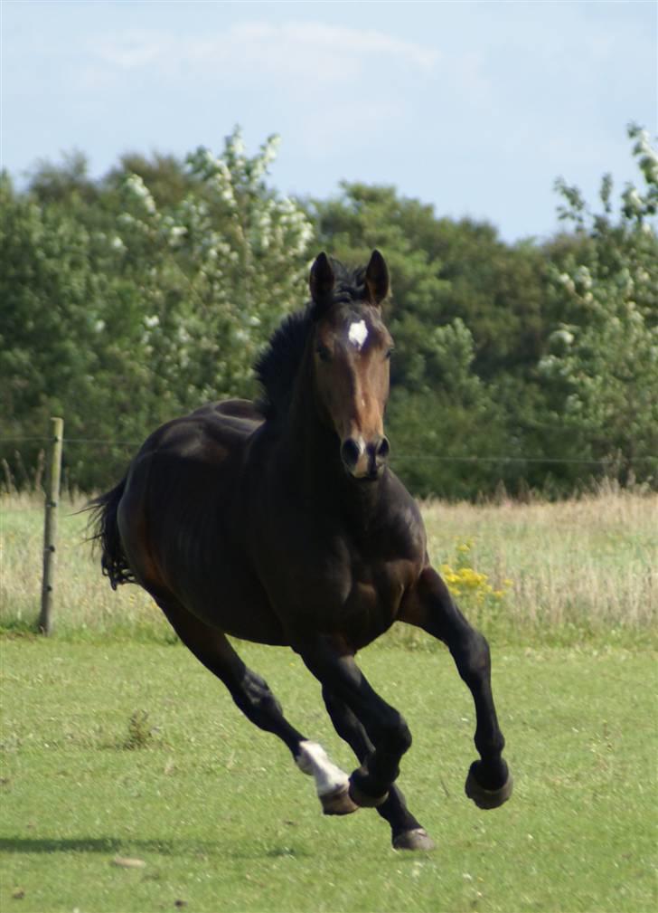 Oldenborg Vestergaard´s Rafinel - fuld fart igen. billede 15