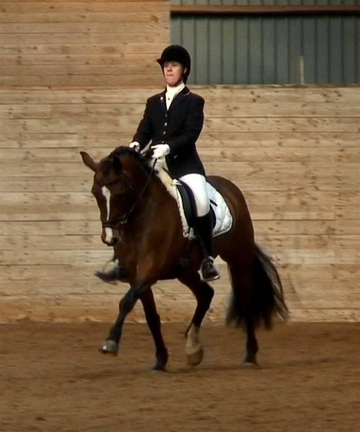 New Forest Strandagers Maritza - Til stævne på Odsherred rideklub. Her i en PRI hvor vi blev nr.4 og kval os til landsstævner :D Marts 2007 billede 11