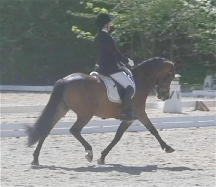 New Forest Strandagers Maritza - Starten af en øgning i parken. april 07 billede 13