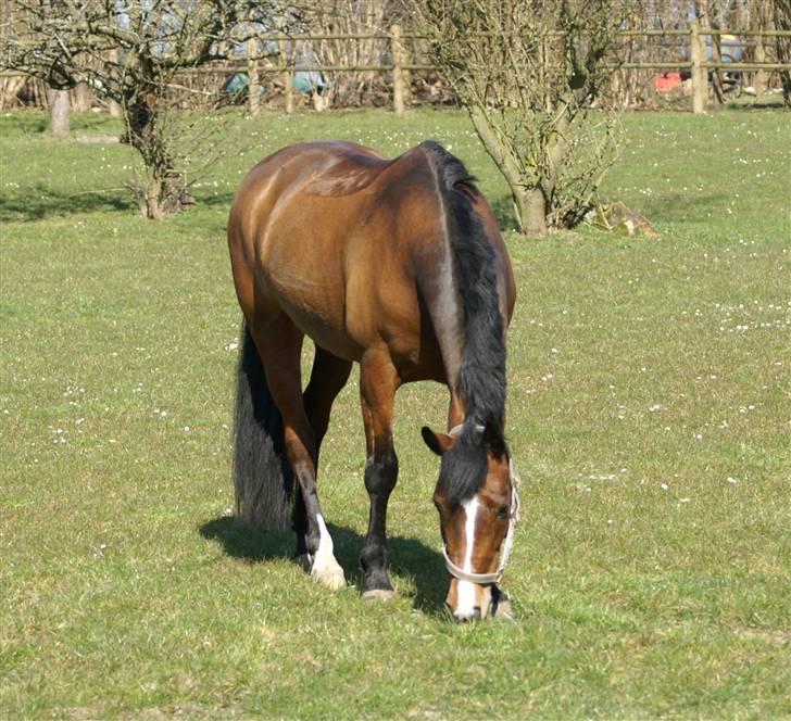 New Forest Strandagers Maritza - Hun elsker alt hvad der kan ædes :P <3 billede 17