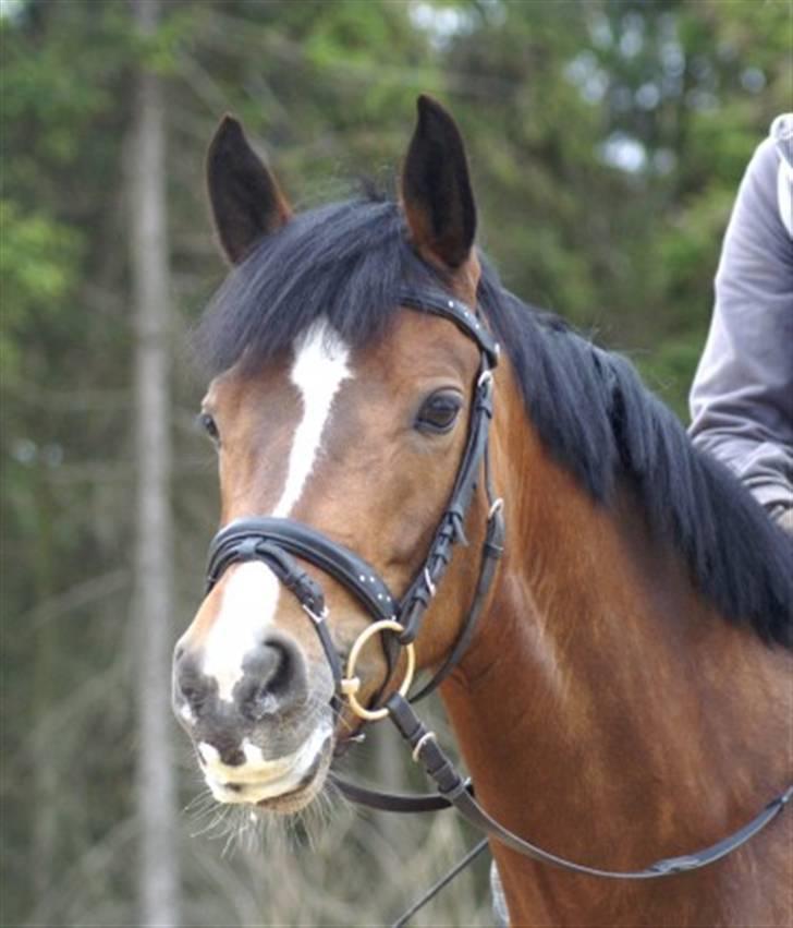 New Forest Strandagers Maritza - Rulle har lige fået sig en kop varm kakao ;) billede 18