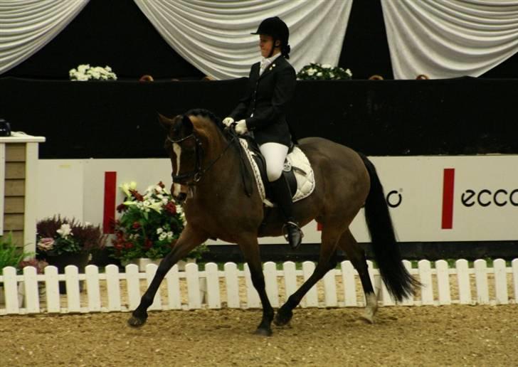 New Forest Strandagers Maritza - Til vores første internationale stævne sammen. november 2007 billede 19