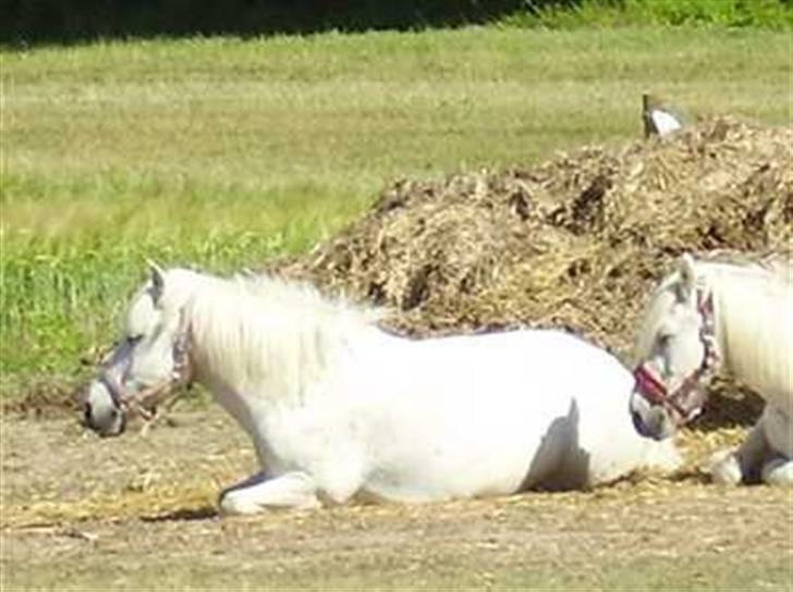 Anden særlig race - Amanda - De 2 tøser for sig lige en slapper ude på folden... billede 10