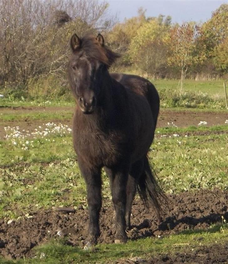 Islænder Freyja fra Sjørslev - Freyja på marken billede 6