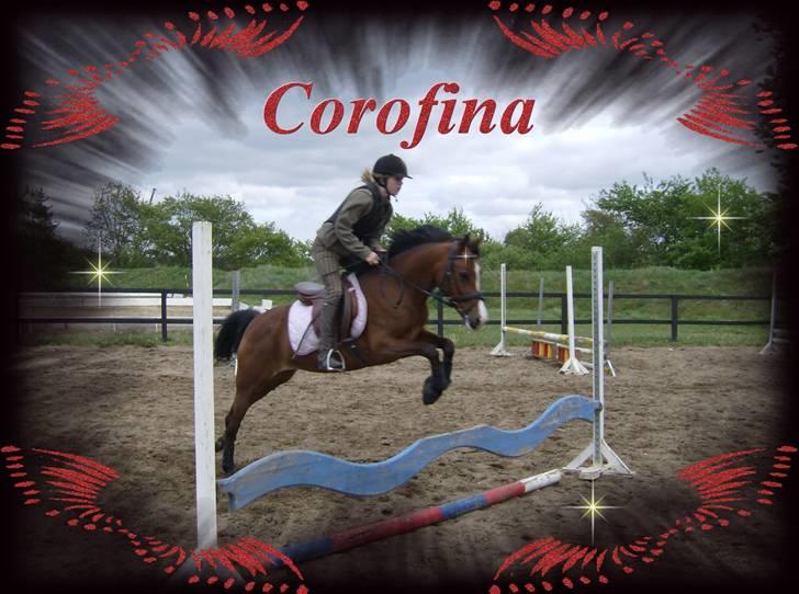 Hollandsk Sportspony Corofina - Fint spring .. <3 billede 14