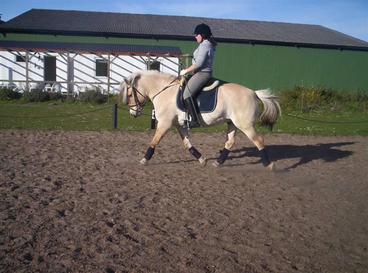 Fjordhest Tot billede 7