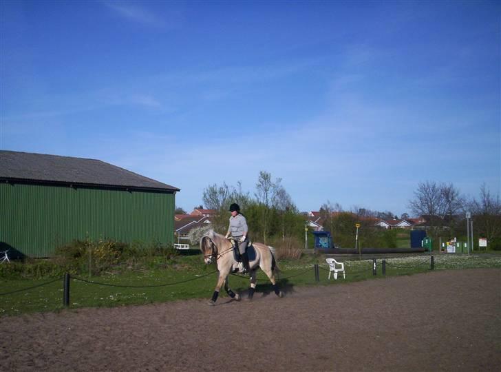 Fjordhest Tot billede 8