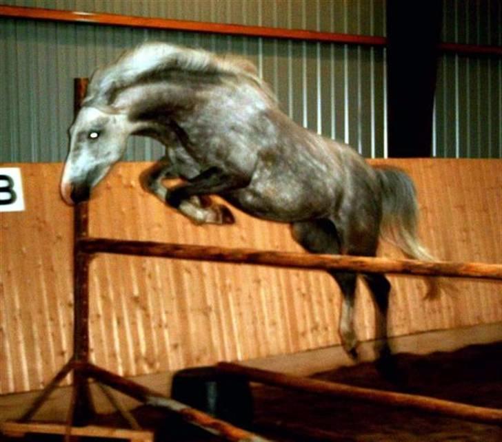 Anden særlig race Fiona *solgt* - fiona da hun var yngre.. springer 130cm Fotograf: Fionas tidliger eger (kender ikke navn)"6" billede 6
