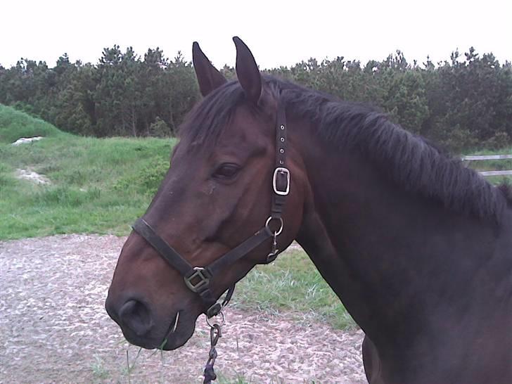 Belgisk varmblod Romeo II Z *R.I.P* - Fik lige øje på noget spændene billede 7