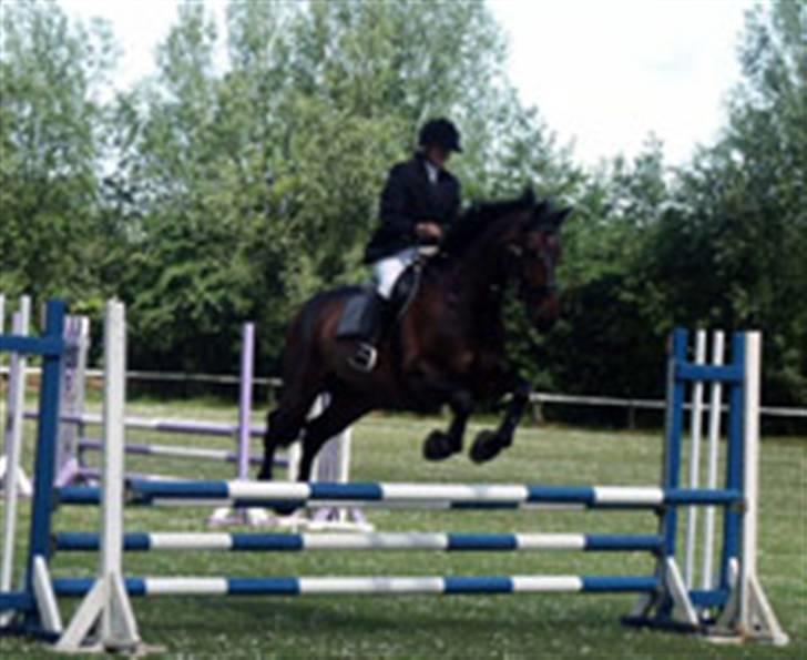 Belgisk varmblod Romeo II Z *R.I.P* - Knap så godt spring, men det er Romeo i aktion billede 9