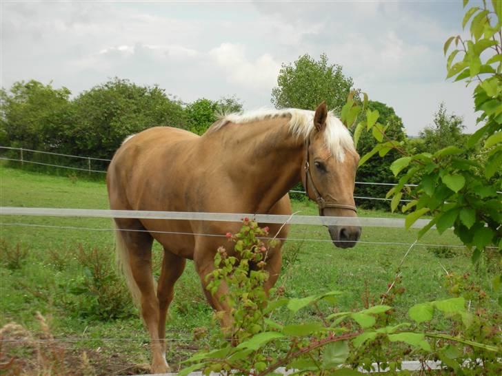 Palomino Østrupgårds Chico billede 14