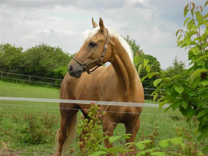 Palomino Østrupgårds Chico billede 15