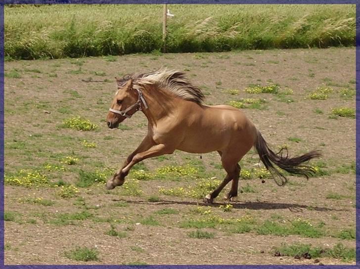 Anden særlig race Mia Bella billede 18