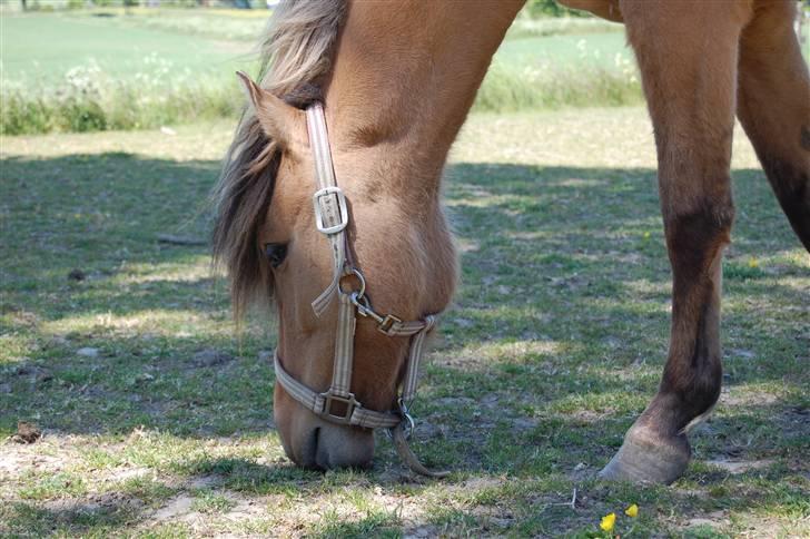 Anden særlig race Mia Bella billede 19