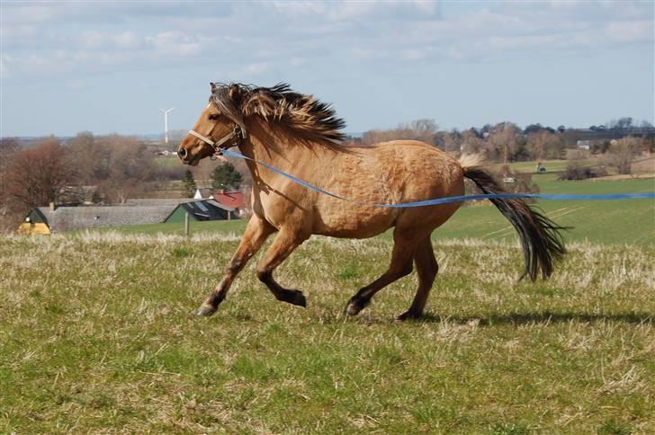 Anden særlig race Mia Bella - 16. april 2010 billede 20
