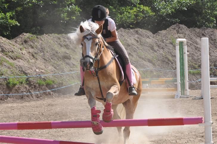Tyroler Haflinger *Prinsesse* Silvia<3 - LD spring. 2. plads! billede 15