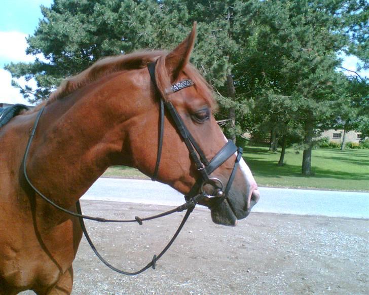 Anden særlig race Tarco Bello ( R.I.P ) - stjernen *-; billede 1