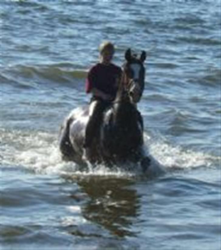 Polsk Varmblod kasia (død) - en lille bad tur billede 15