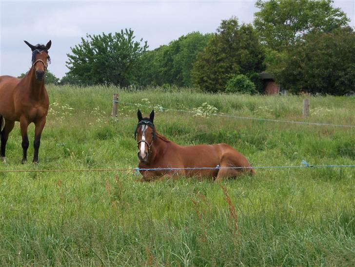 Anden særlig race Mon Ami Le Chantelle - Monse er blevet træt og La Fayette passer på ham billede 11