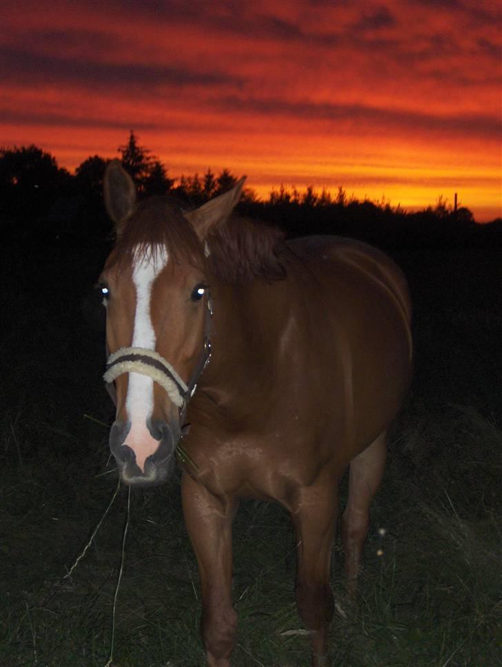 Anden særlig race Mon Ami Le Chantelle - skøn skøn aften på sommergræs ved vores gård. billede 14
