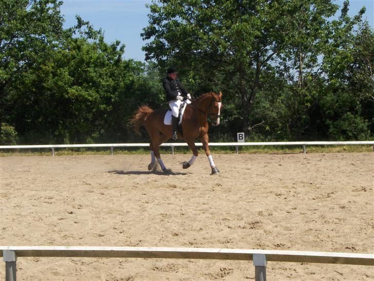 Anden særlig race Mon Ami Le Chantelle - Pokal stævne i Helle og TBR vandt selvfølgelig pokalen:) billede 16