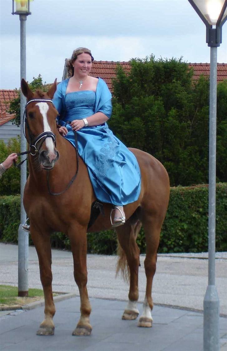 Anden særlig race Mon Ami Le Chantelle - galla på handelsskolen 2008, hvor min fine hest transporterede mig til den røde løber;) billede 17