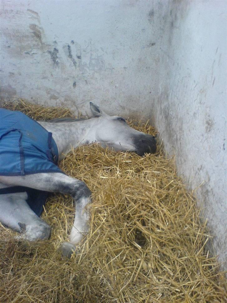 Dansk Varmblod AM´s Toscana (solgt) <3 - Arrrrrr kan ikke holde mig vågen. billede 4