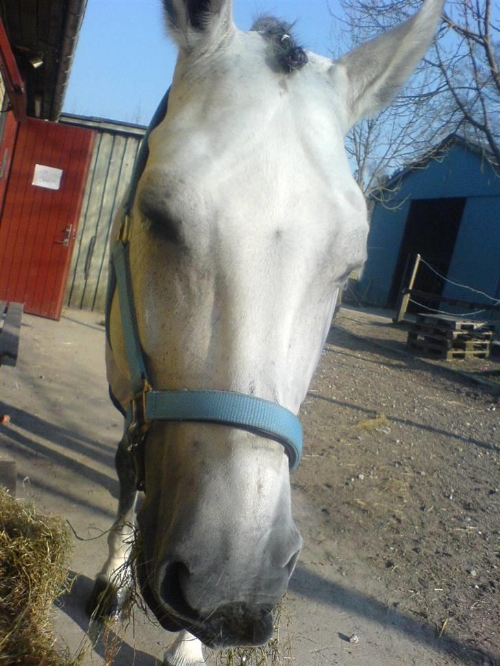 Dansk Varmblod AM´s Toscana (solgt) <3 - Dagen før stævne, hvor hun lige havde være i bad, og nu tørre i solen med en bunke Wrap. billede 5