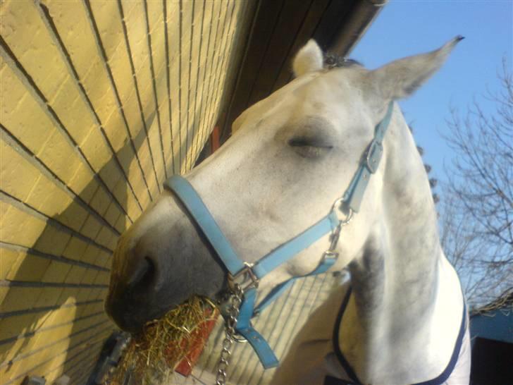 Dansk Varmblod AM´s Toscana (solgt) <3 - Står rigtig og dyrker sol, Jeg er jo så bleg, så det kunne jeg godt trange til. :) billede 6