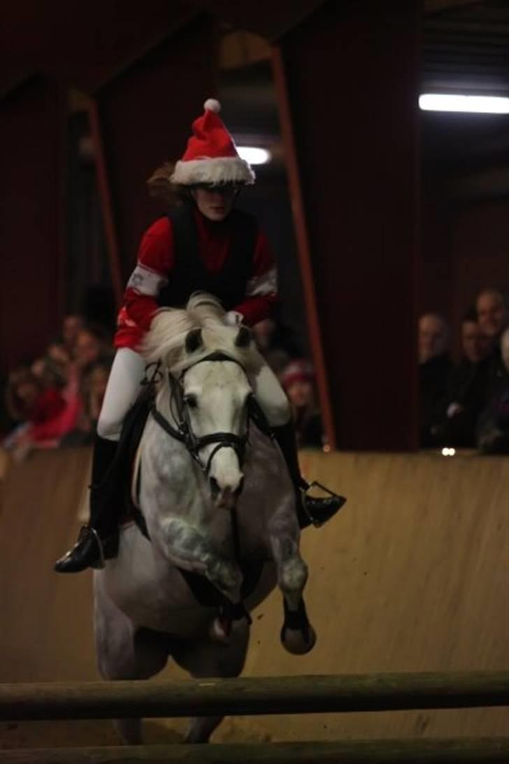 Anden særlig race Fiona *solgt* - Jule stævne på SKRK Fotograf: Rikke Johnsen"8" billede 8