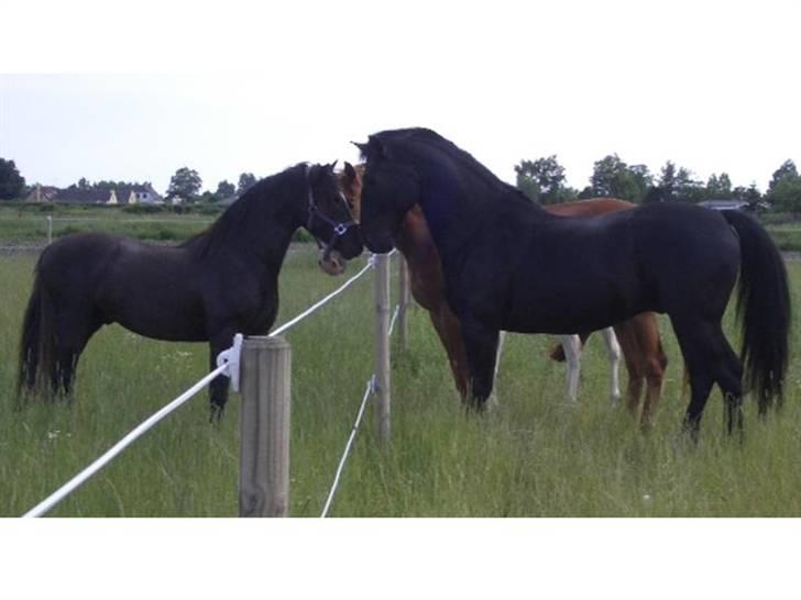 Oldenborg Rockie Pindborg - Rockeren og hans pony tvilling - de er så skønne billede 14