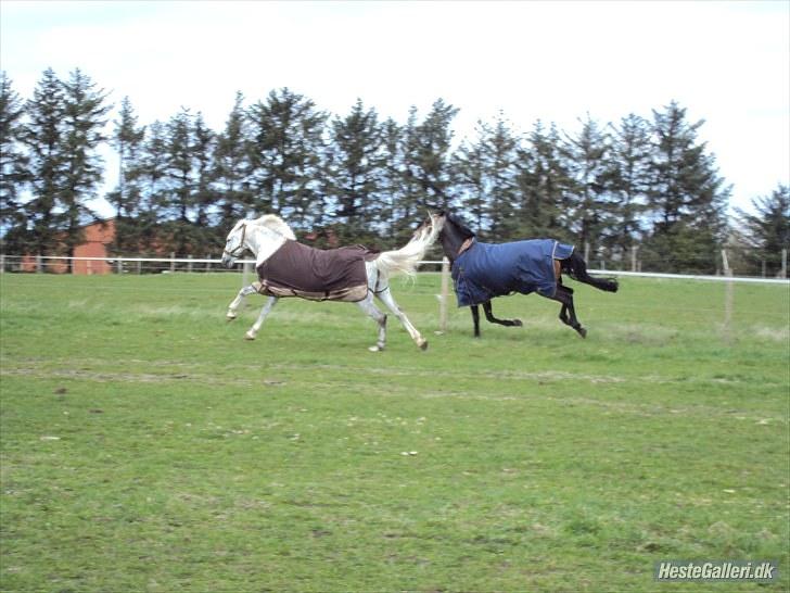 Anden særlig race Fiona *solgt* - Gi´ den gas fiona :D! Fotograf: Lykke <3"9" billede 9