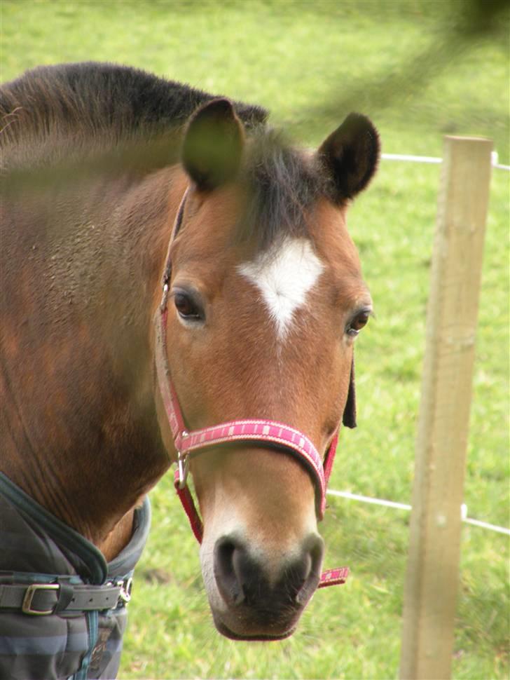 Anden særlig race Komet MIN FOR ALTID - velkommen<33 komse 4-ever<333  billede 1