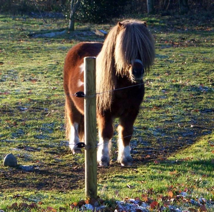 Shetlænder Diamond Hagenstrup billede 17