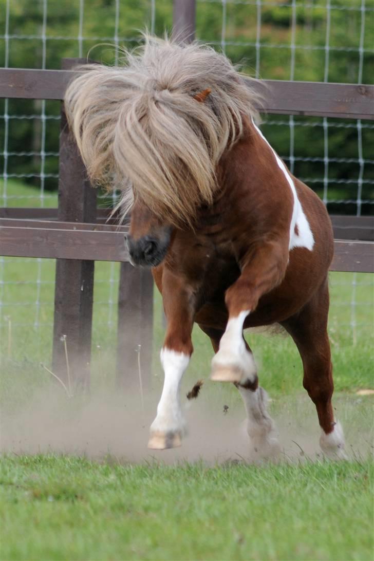 Shetlænder Diamond Hagenstrup - Marts 2008 billede 5