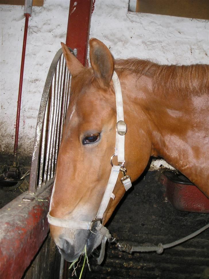 Frederiksborg Robin  - Robin i stalden billede 2