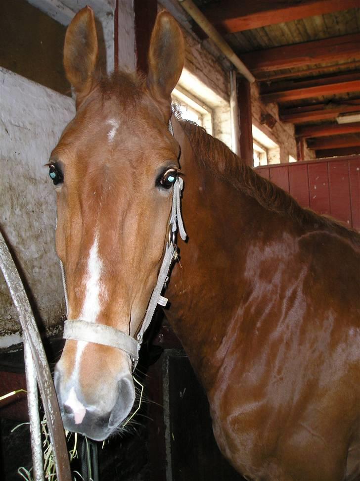 Frederiksborg Robin  - Igen i stalden billede 3
