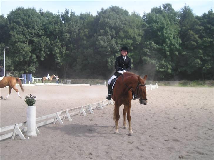 Frederiksborg Robin  - På opvarmningsbanen inden et stævne billede 5