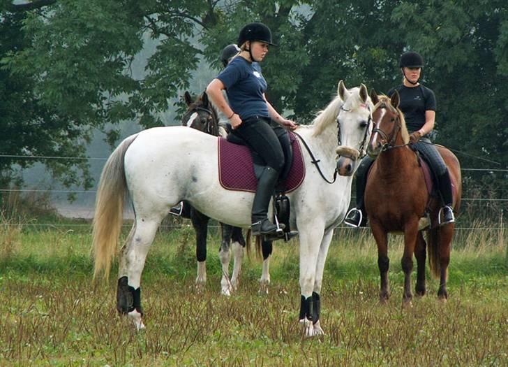 Shagya Araber (SH) Chela † - Ridning med hackamore. Foto: Cecilie Winberg billede 16