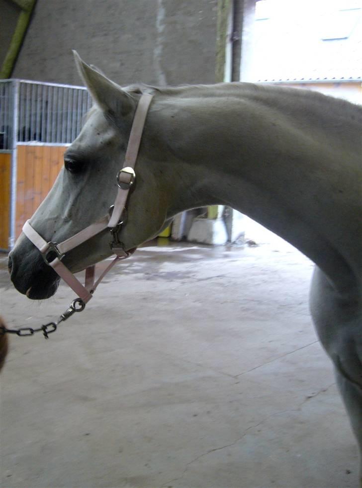 Shagya Araber (SH) Chela † - Foto: Cecilie Winberg billede 17