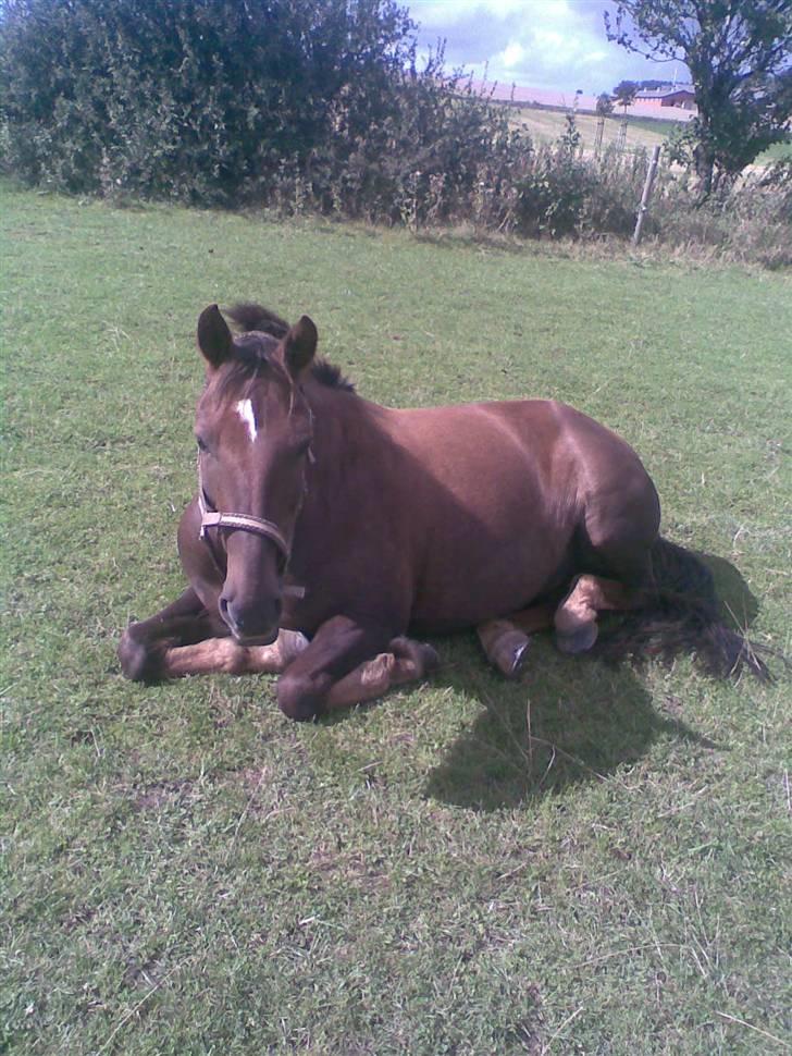 New Forest Jasper  - Sov sødt lille Jasper og....... billede 2