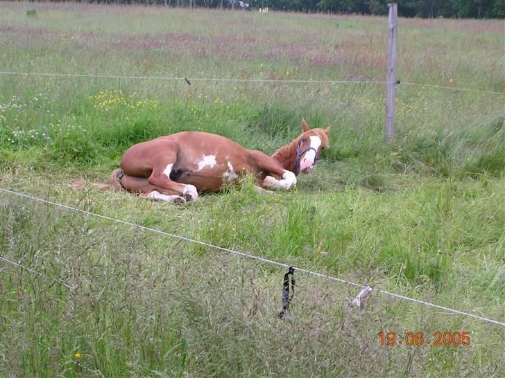 Dansk Varmblod Krogskærs DeVito - Vito 1 år, sommer 2005 billede 1