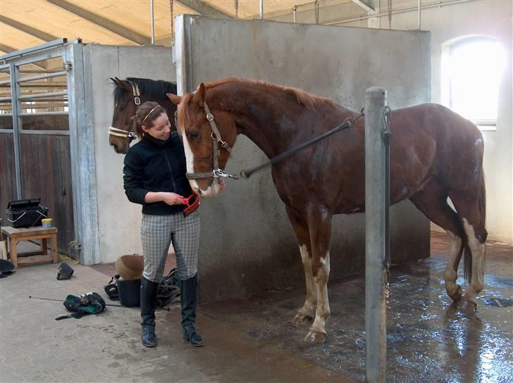 Dansk Varmblod Krogskærs DeVito - Vito 3 år billede 2